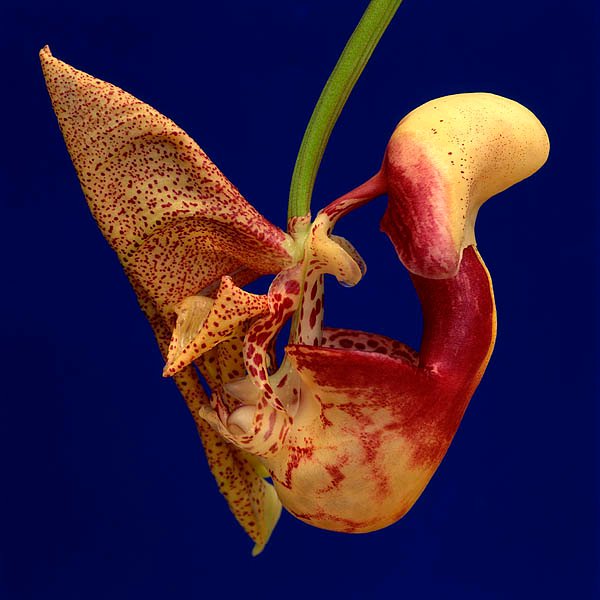 Coryanthes kaiseriana